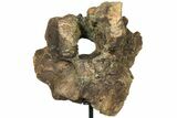 Triceratops Occipital Braincase on Stand - North Dakota #131350-5
